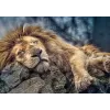 PUZZLE TREFL 1000 LEU DORMIND