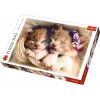 PUZZLE TREFL 500 PISICUTE SOMNOROASE