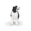 PAPO FIGURINĂ CĂȚEL BORDER COLLIE